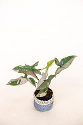 Syngonium "Pink Splash"